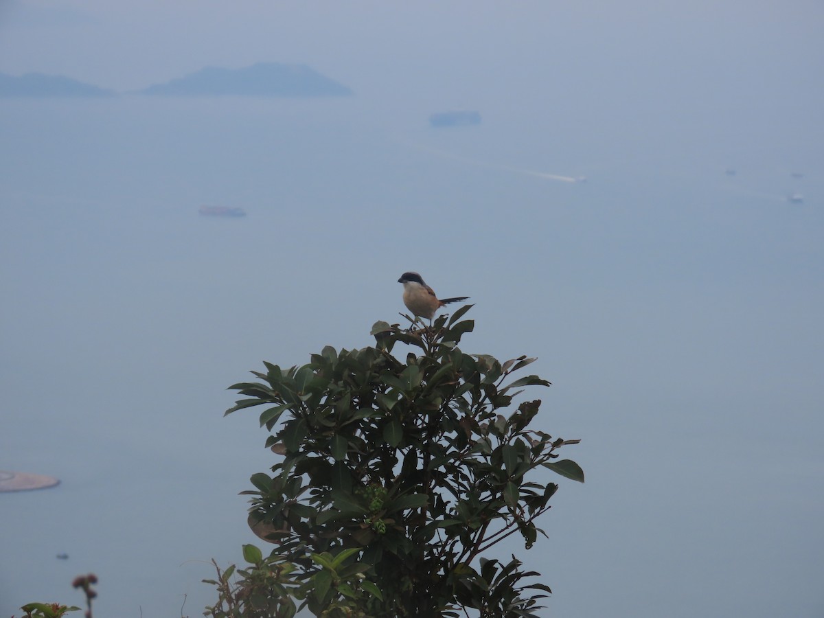 Long-tailed Shrike (schach) - ML646101094
