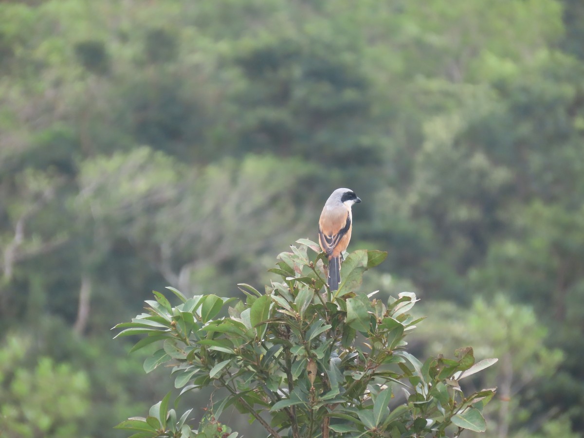 Long-tailed Shrike (schach) - ML646101095