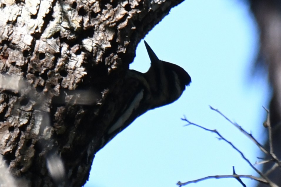 Yellow-bellied Sapsucker - ML646101096