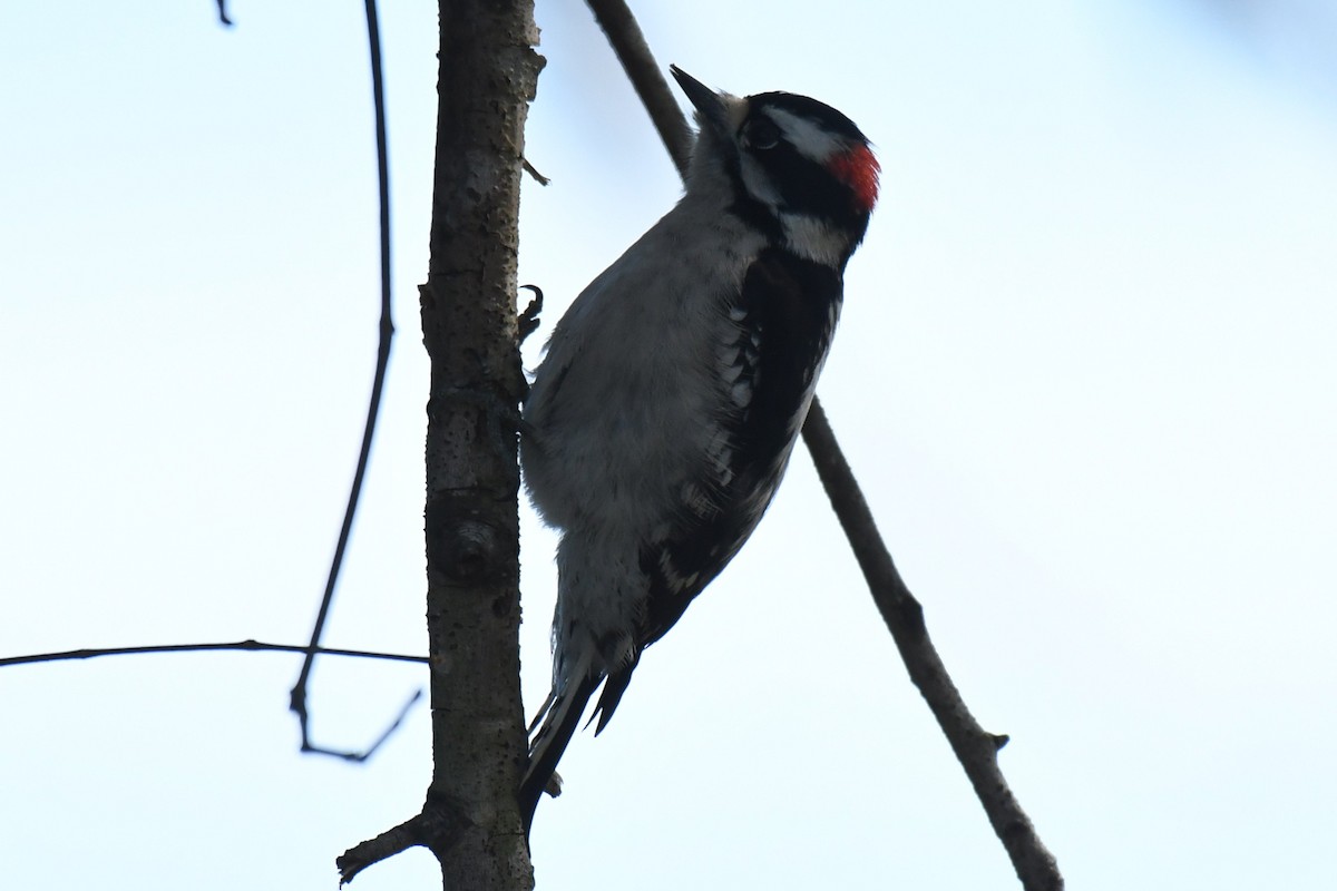 Downy Woodpecker - ML646101098