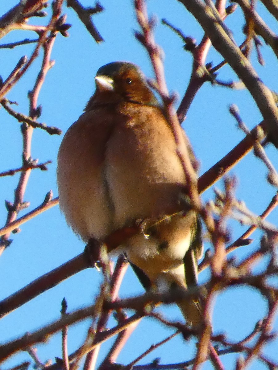 bokfink - ML646101099