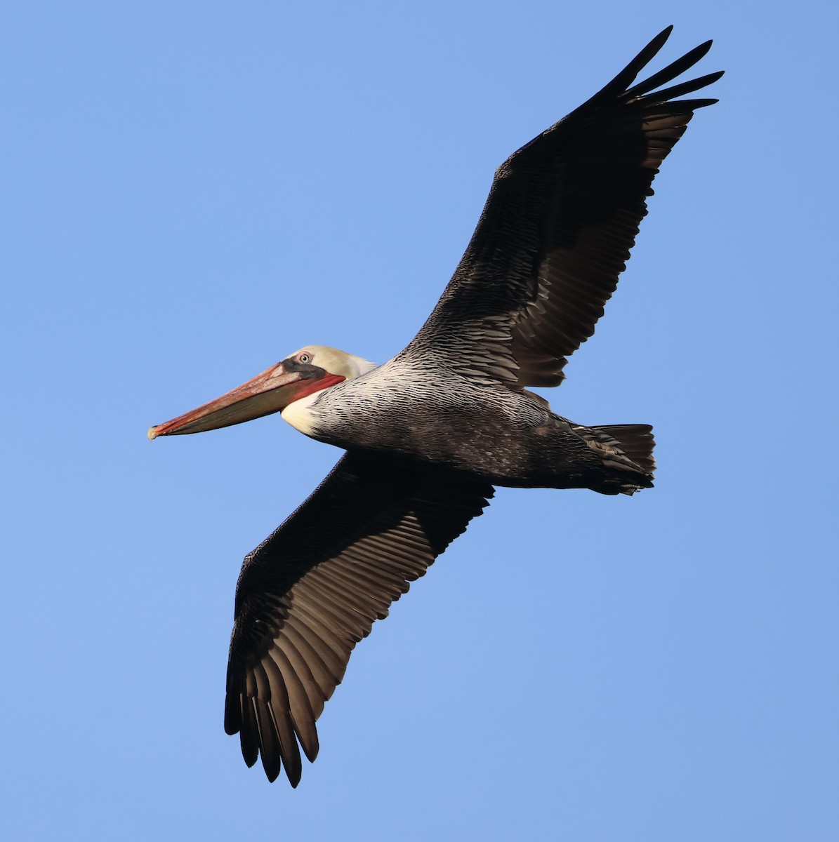 Brown Pelican (California) - ML646101100