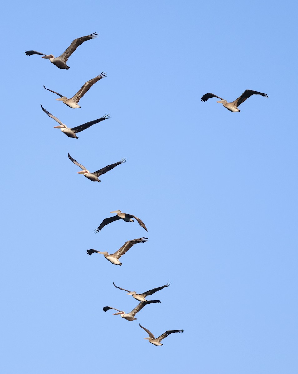 Brown Pelican (California) - ML646101101