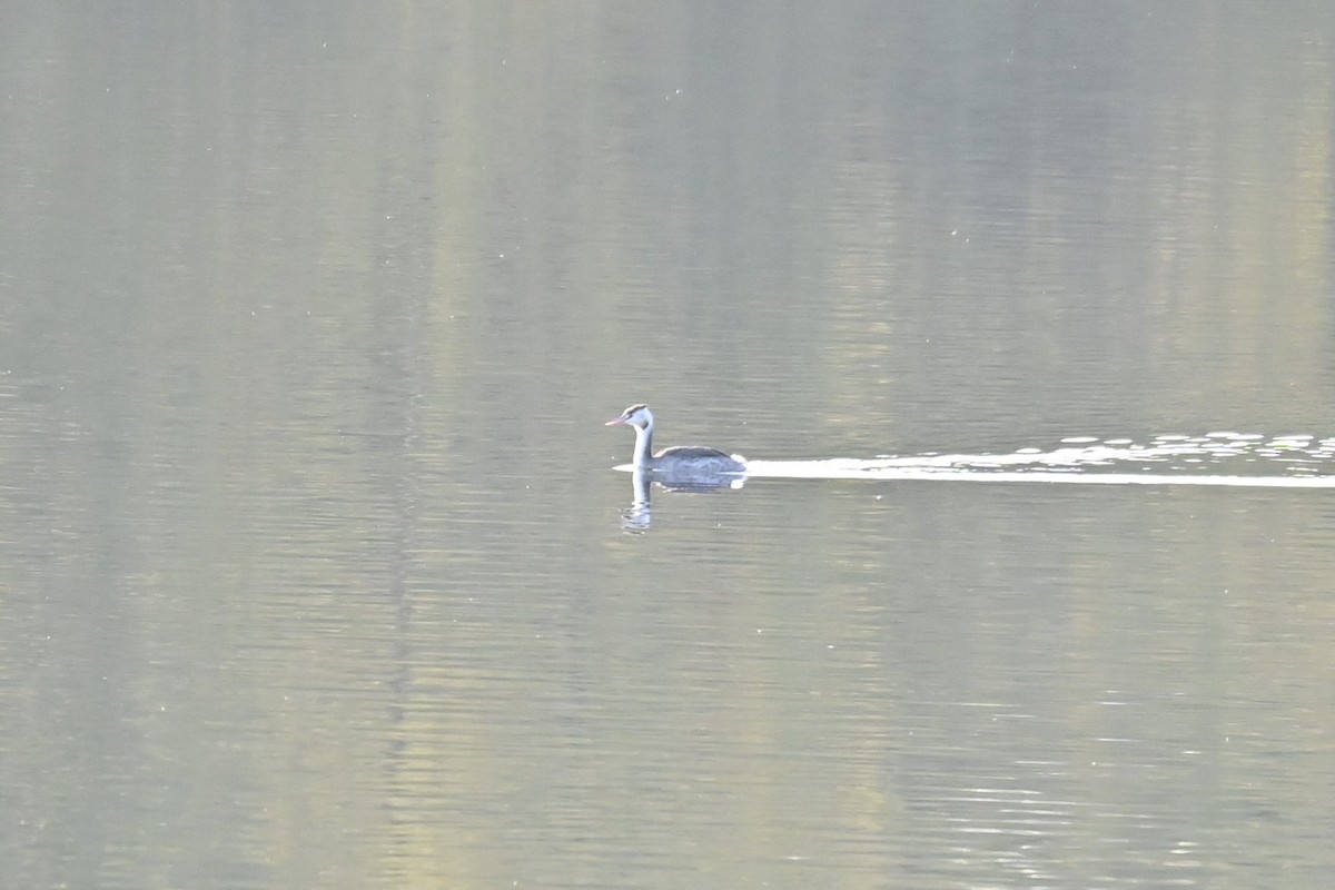 toppdykker - ML646101102