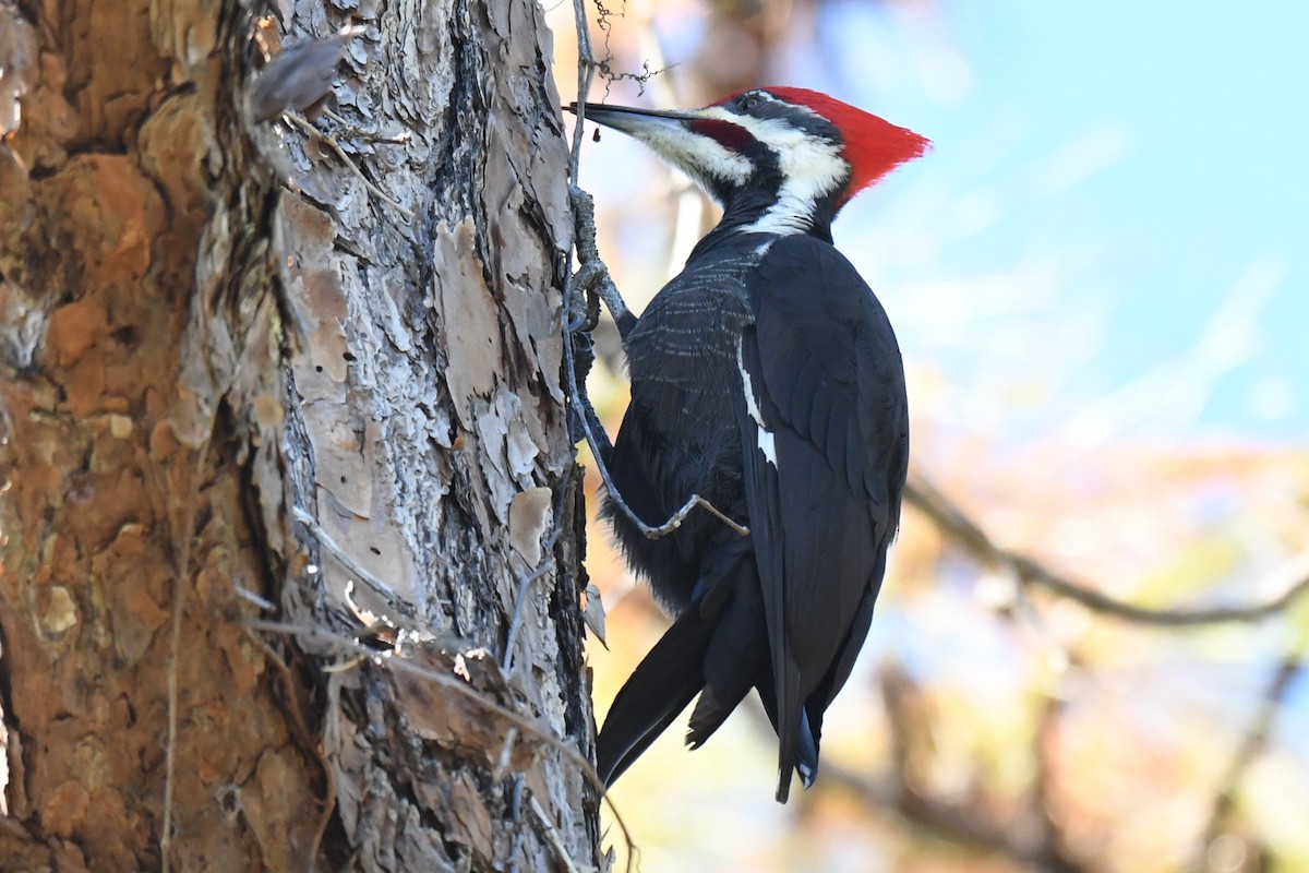 Pileated Woodpecker - ML646101103