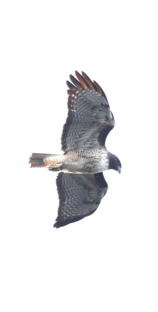 Red-tailed Hawk - ML646101104