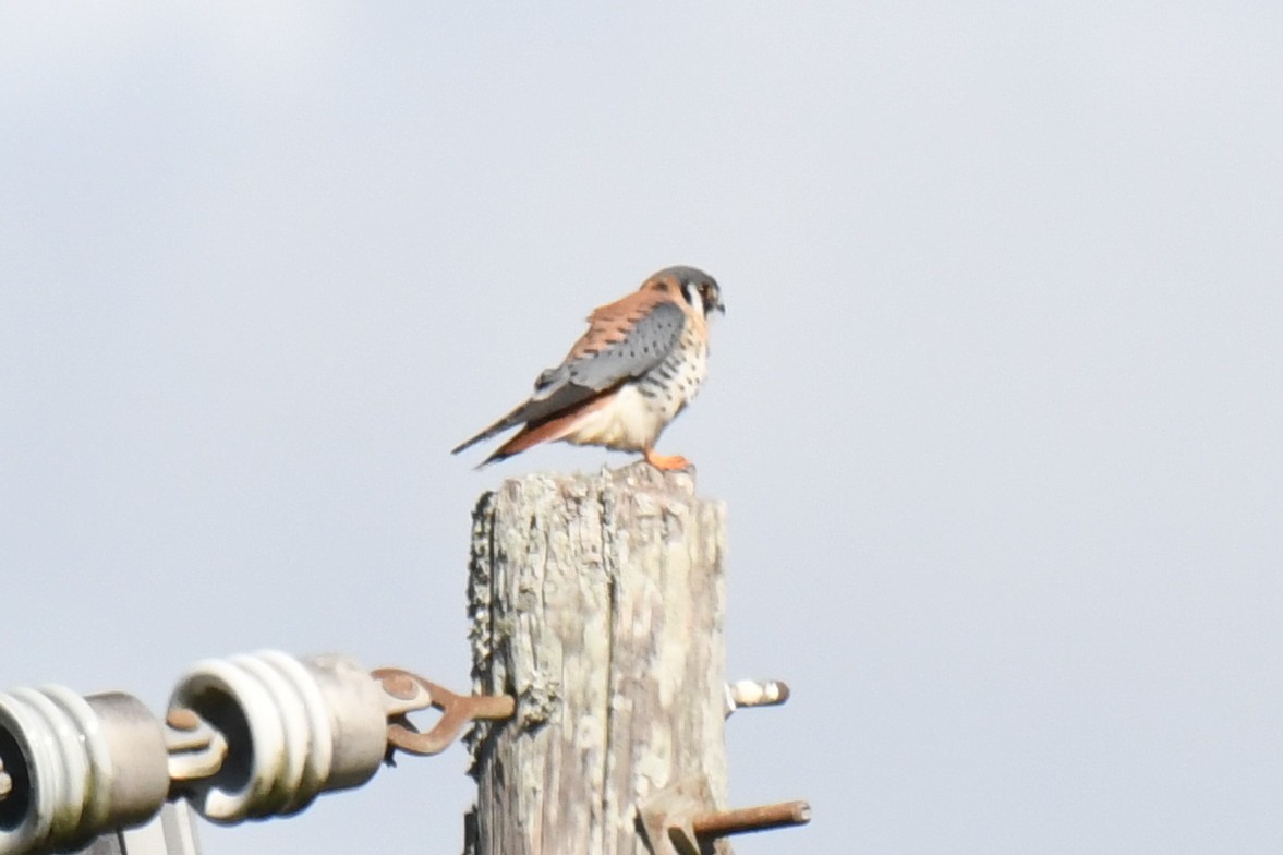 בז אמריקני - ML646101105