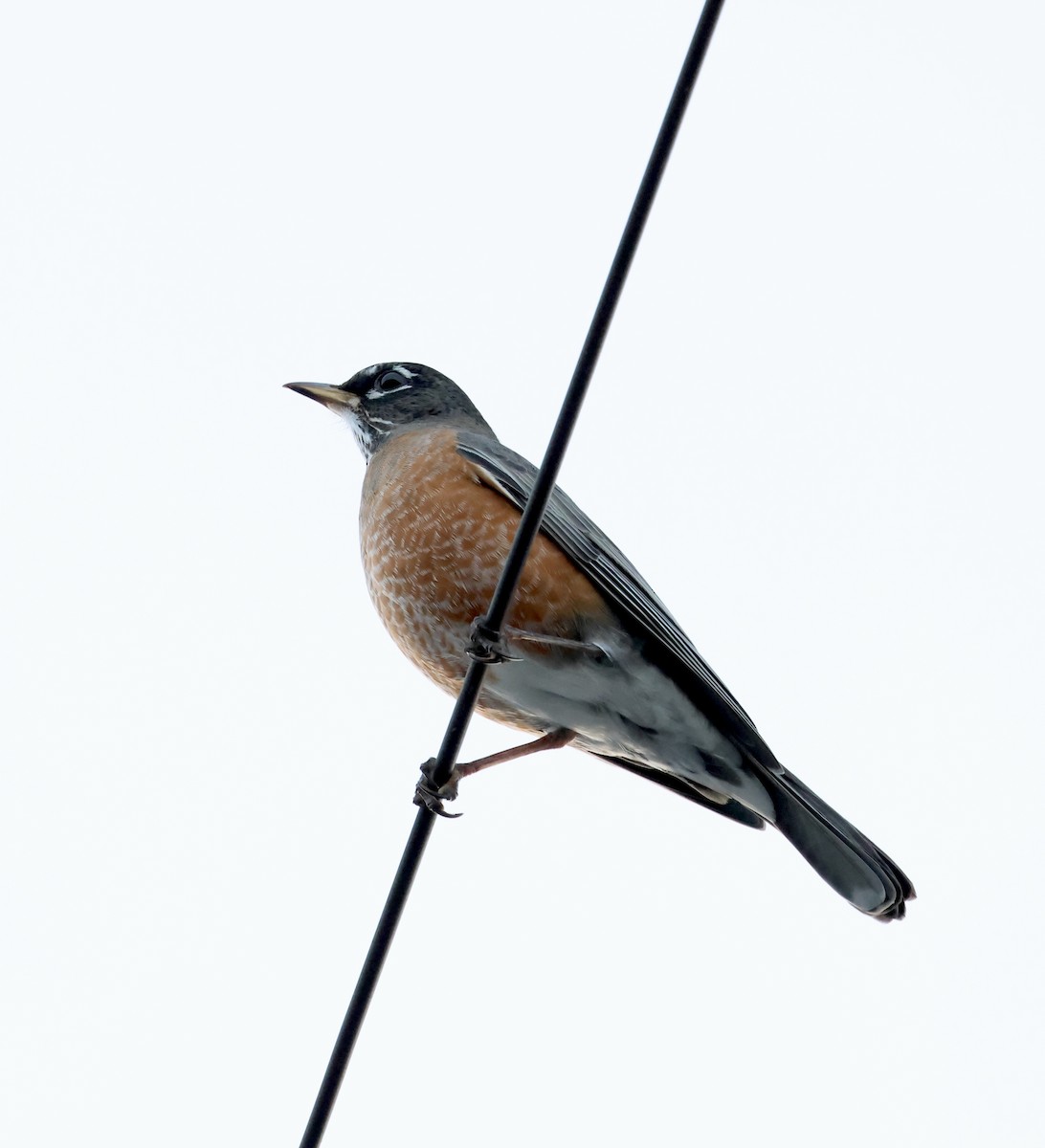 American Robin - ML646101106