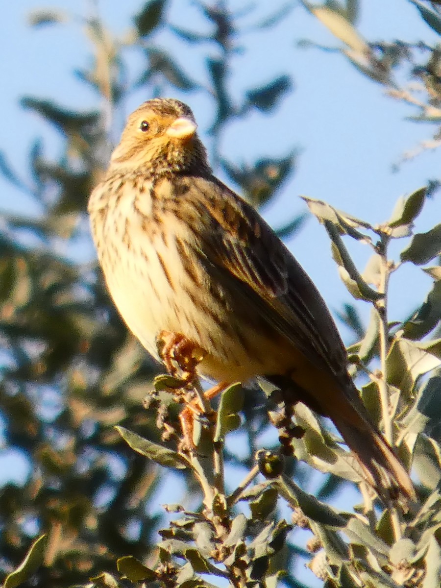 Corn Bunting - ML646101107