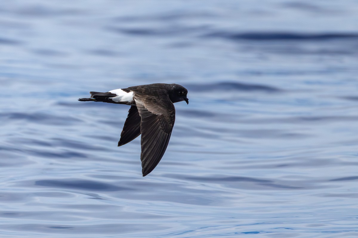 Wilson's Storm-Petrel - ML646101110