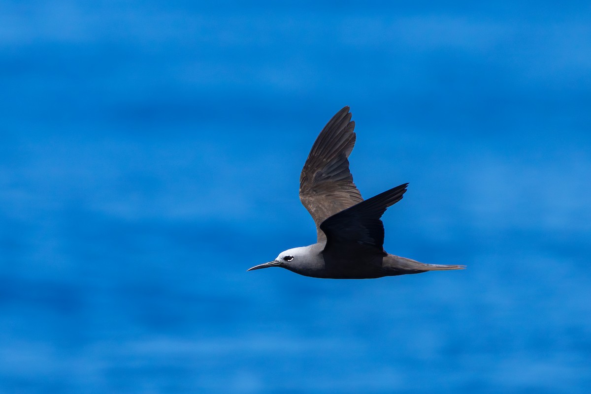 Lesser Noddy - ML646101111