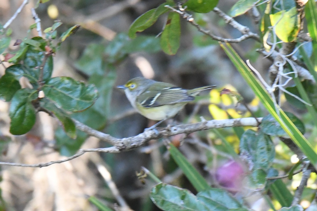 White-eyed Vireo - ML646101112