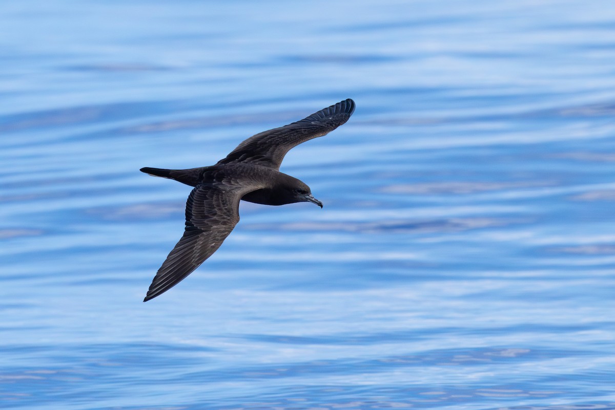 Wedge-tailed Shearwater - ML646101113