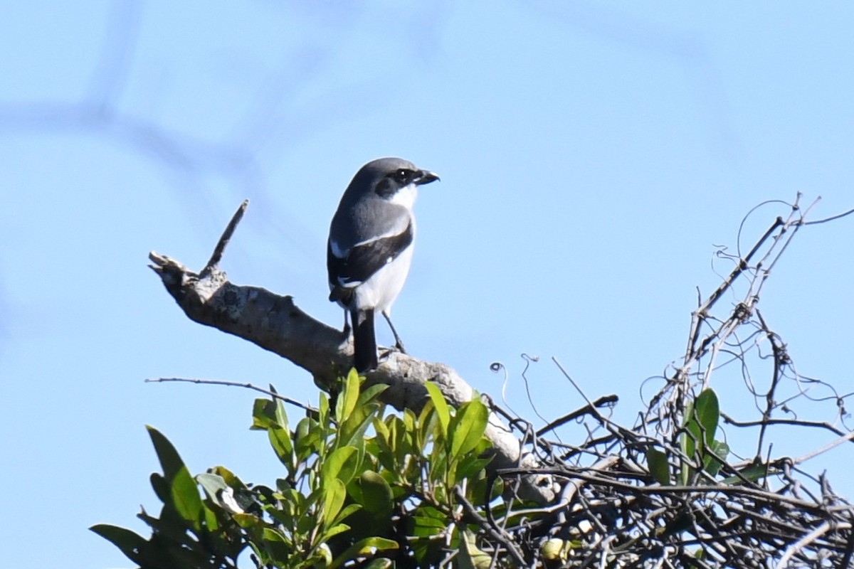 Loggerhead Shrike - ML646101114