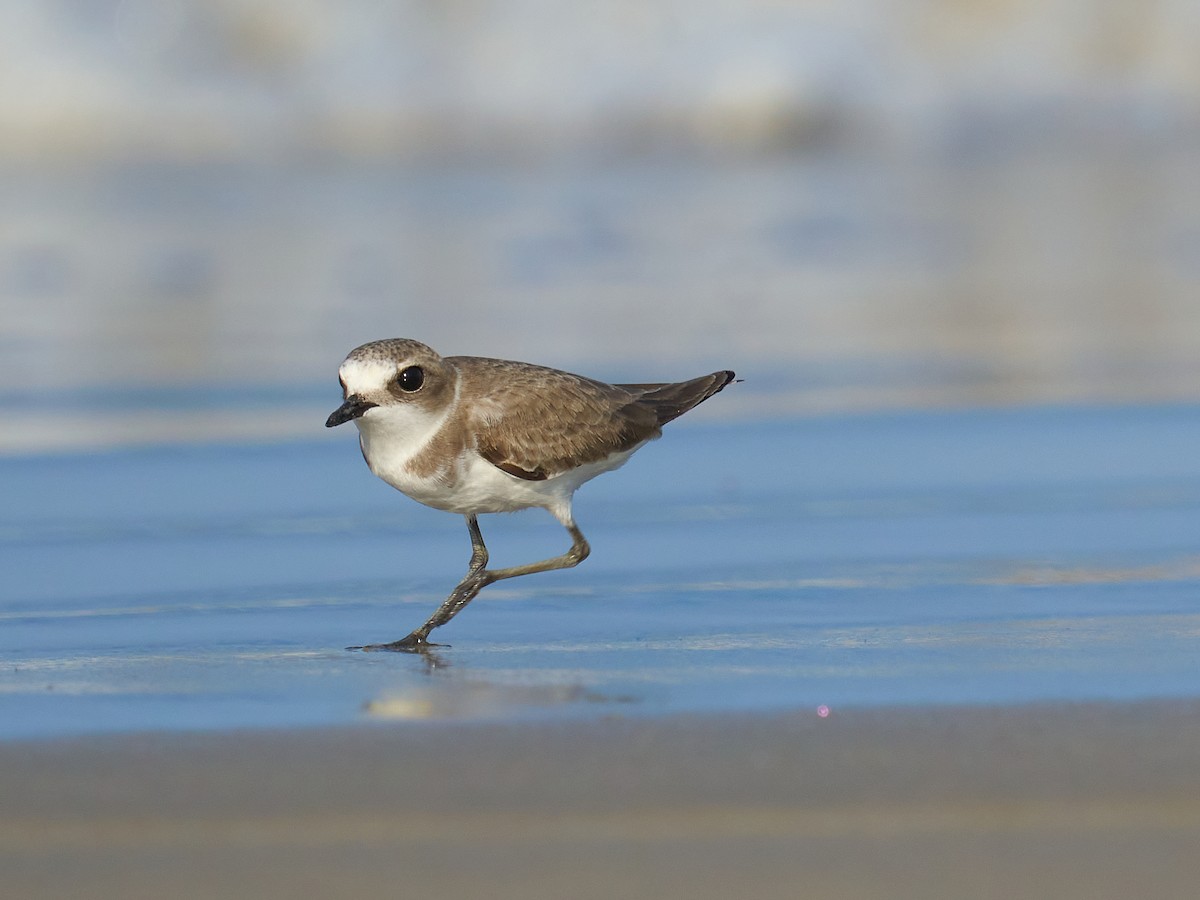 Kentish Plover - ML646101115