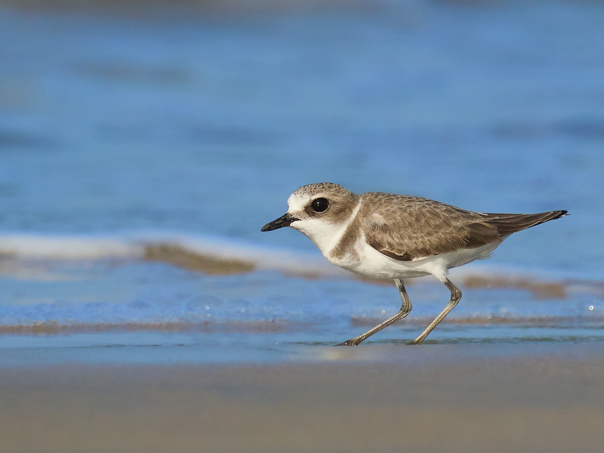 Kentish Plover - ML646101116