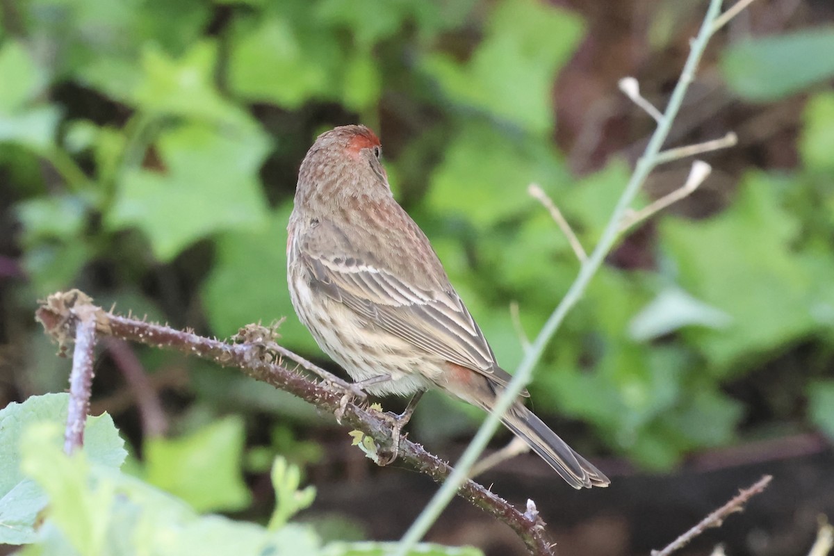 House Finch - ML646101117