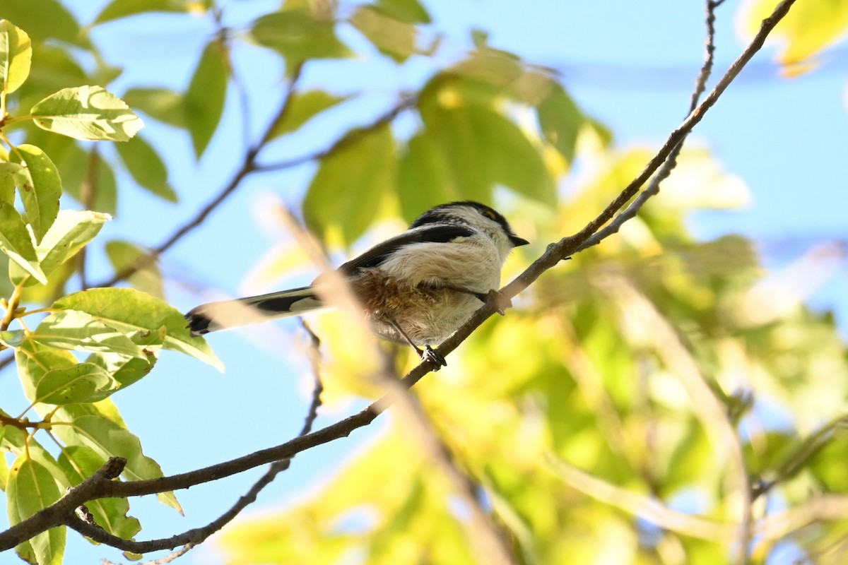 Long-tailed Tit - ML646101118