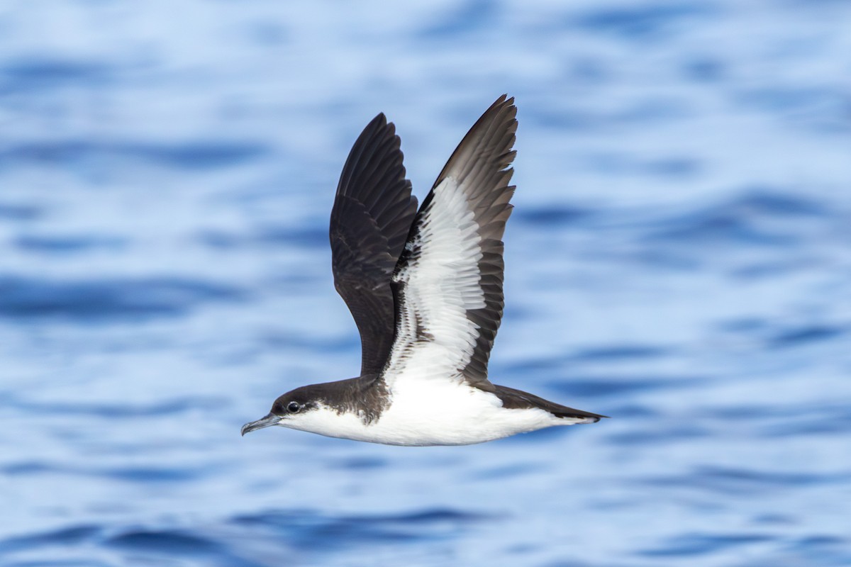 Tropical Shearwater (Mascarene) - ML646101119