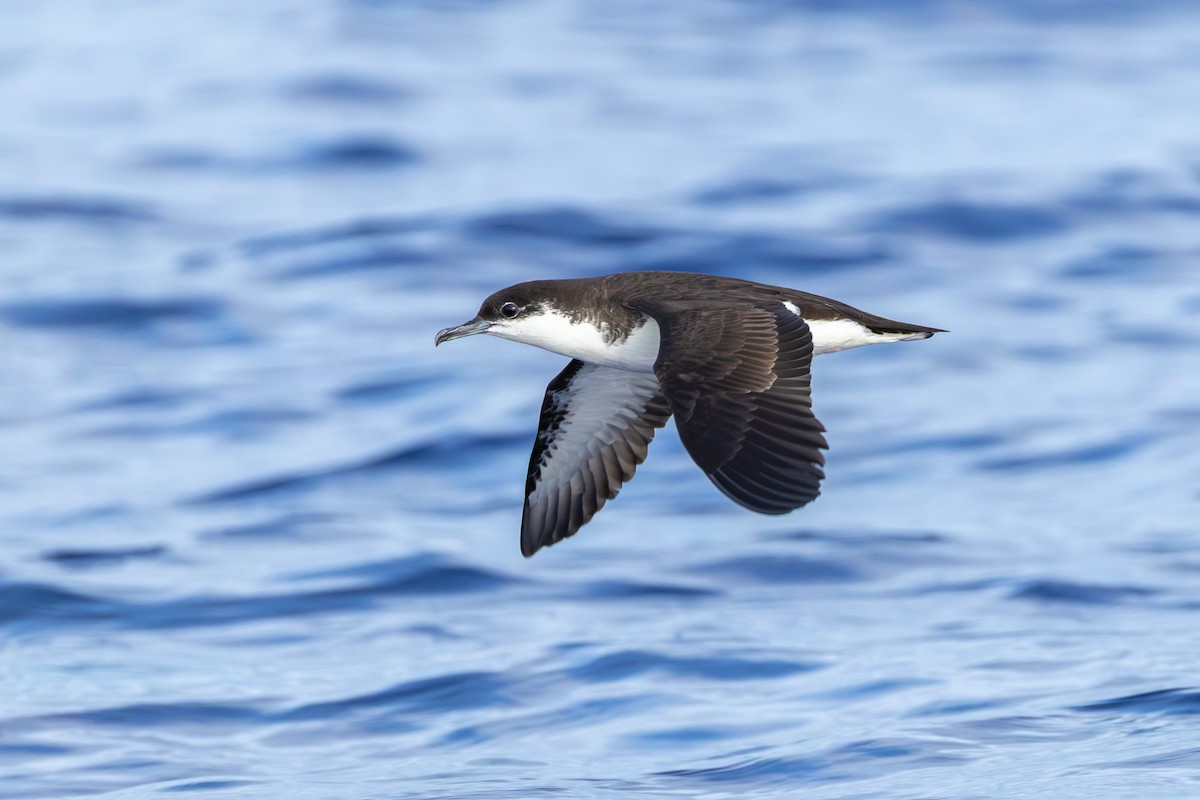 Tropical Shearwater (Mascarene) - ML646101120