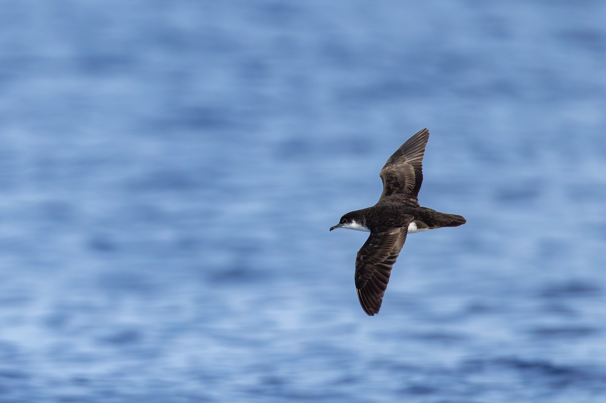 Tropical Shearwater (Mascarene) - ML646101121