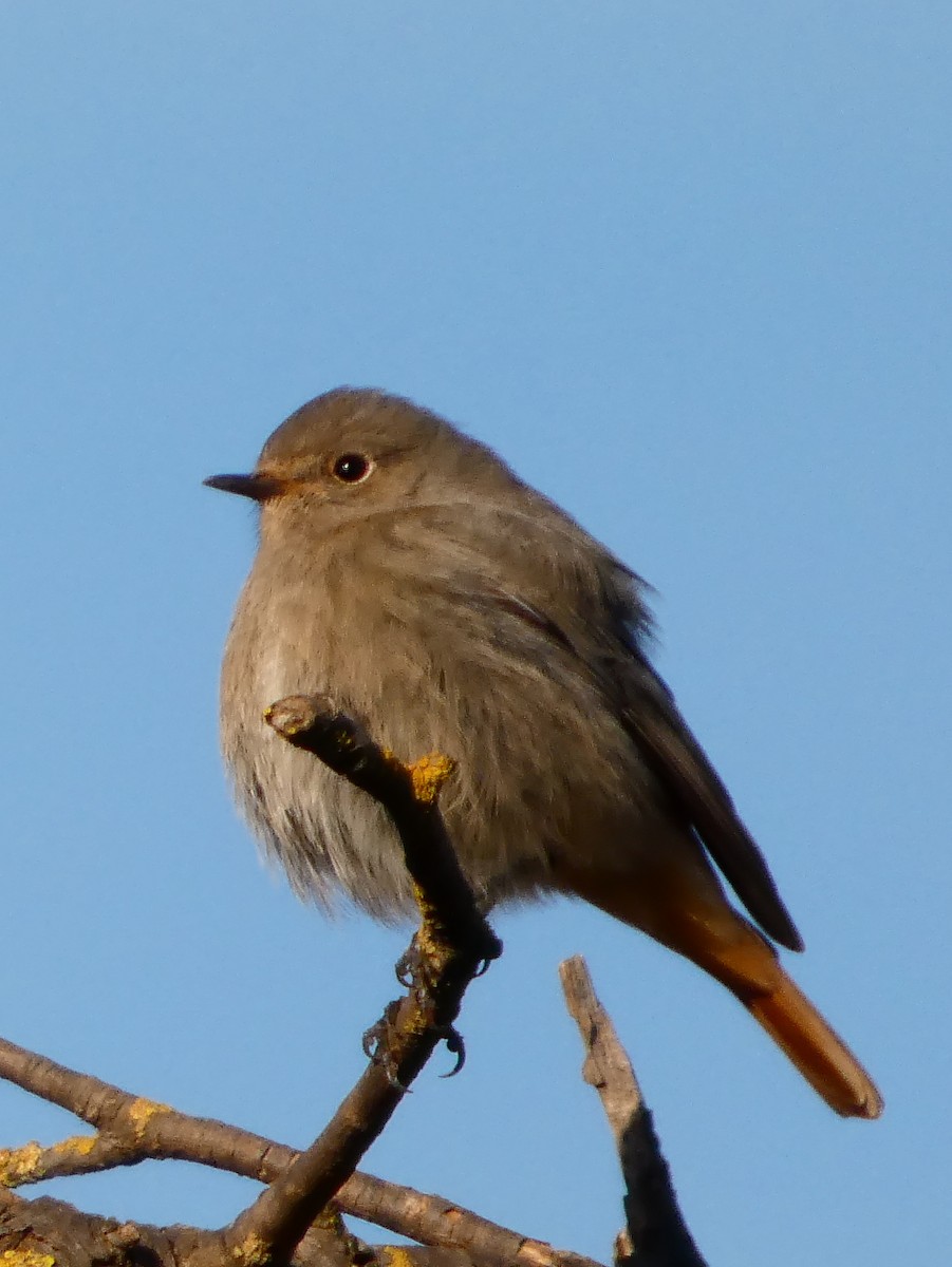 Black Redstart - ML646101122