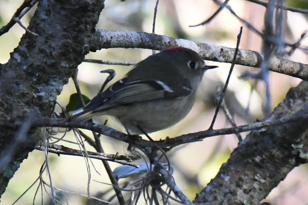 Ruby-crowned Kinglet - ML646101123