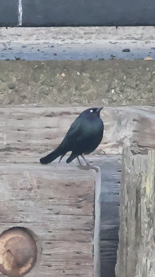Brewer's Blackbird - ML646101124