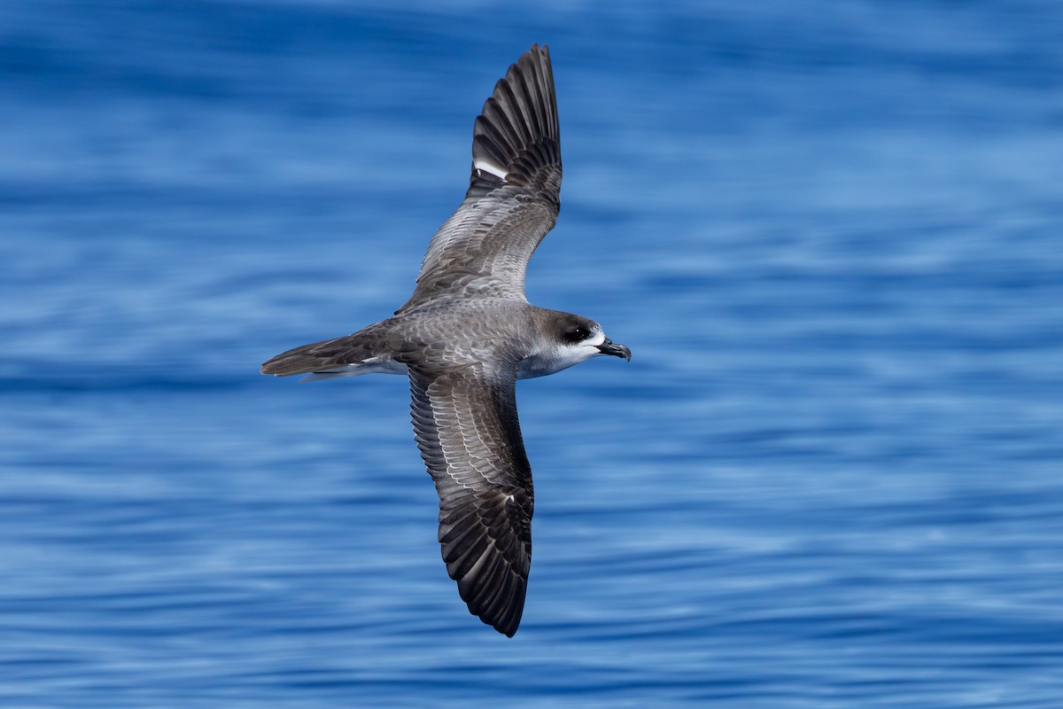 Barau's Petrel - ML646101125