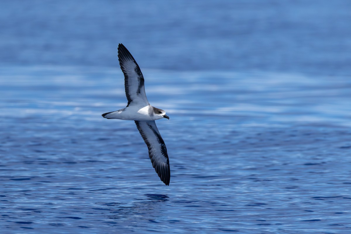 Barau's Petrel - ML646101126