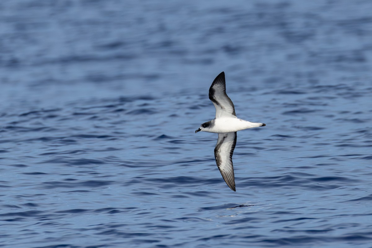 Barau's Petrel - ML646101127