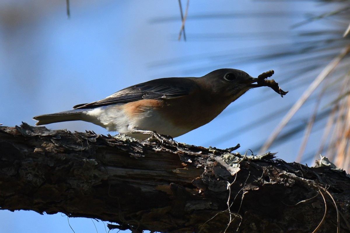 Eastern Bluebird - ML646101128