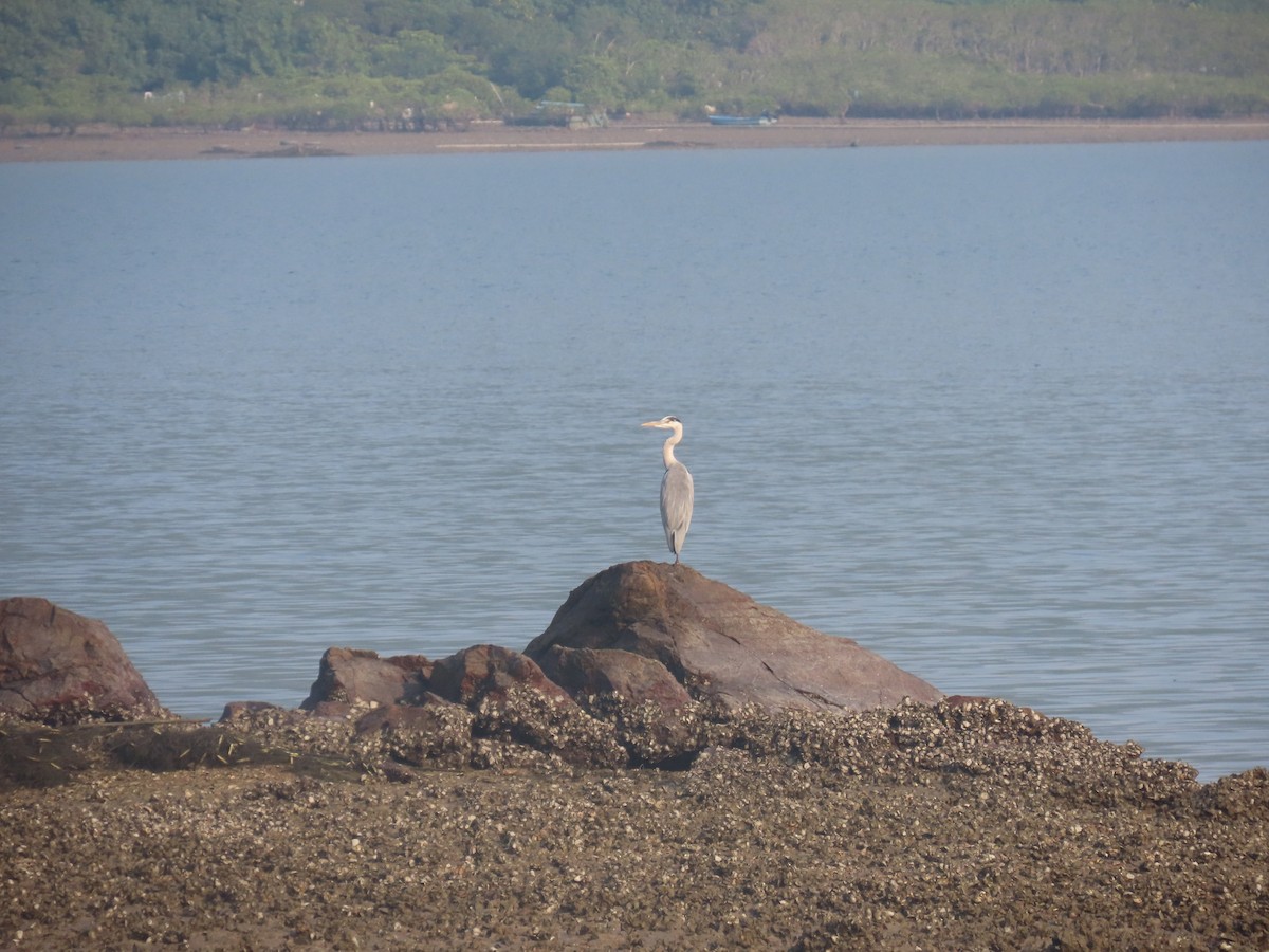 Gray Heron - ML646101129