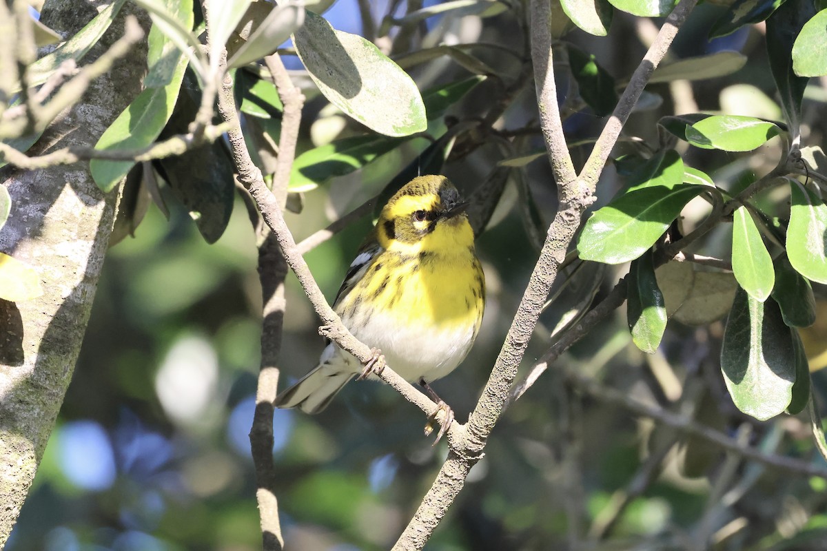 Townsend's Warbler - ML646101130