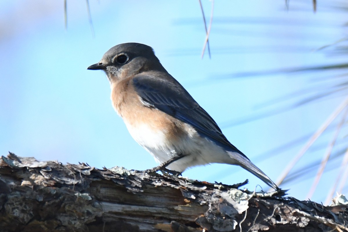 Eastern Bluebird - ML646101132