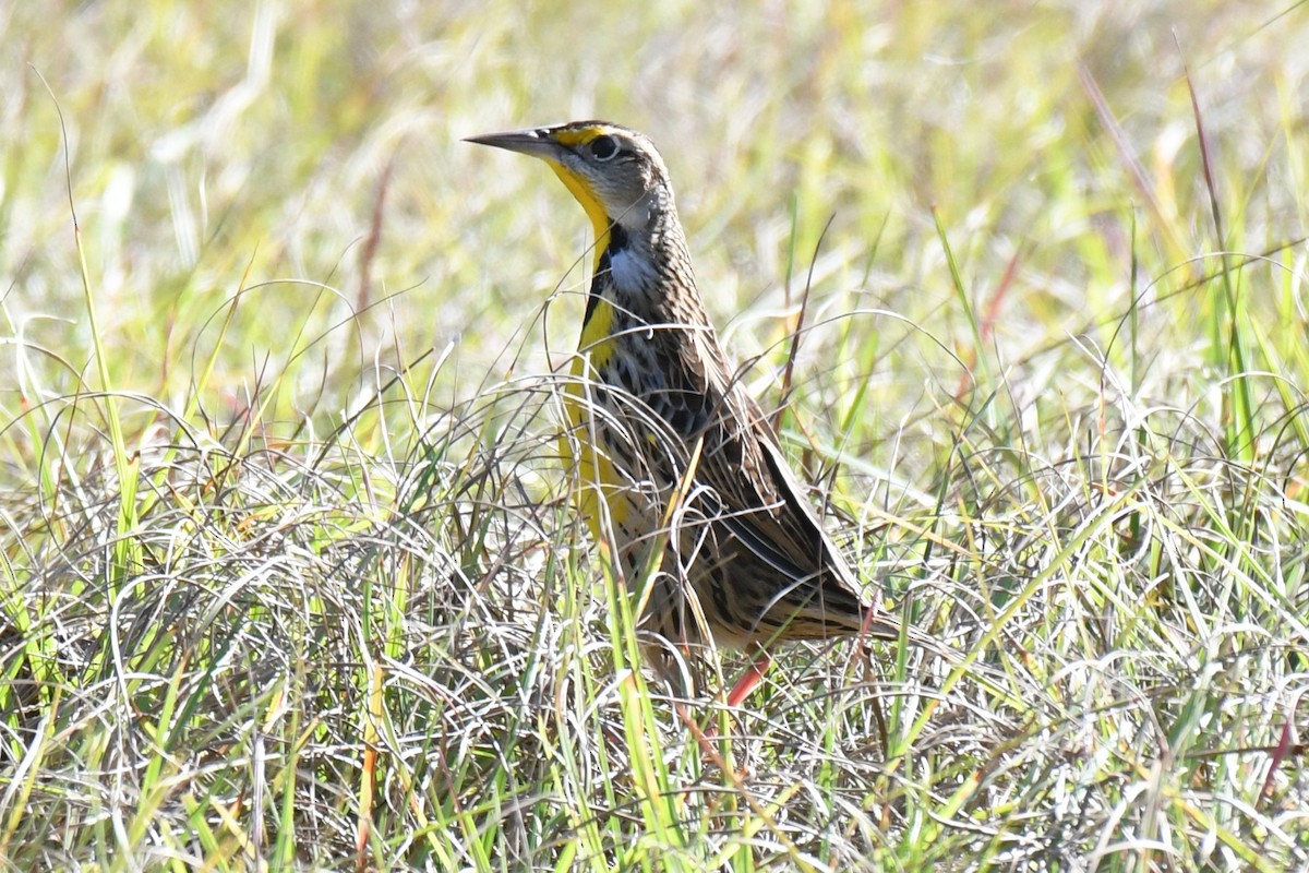 Eastern Meadowlark - ML646101133