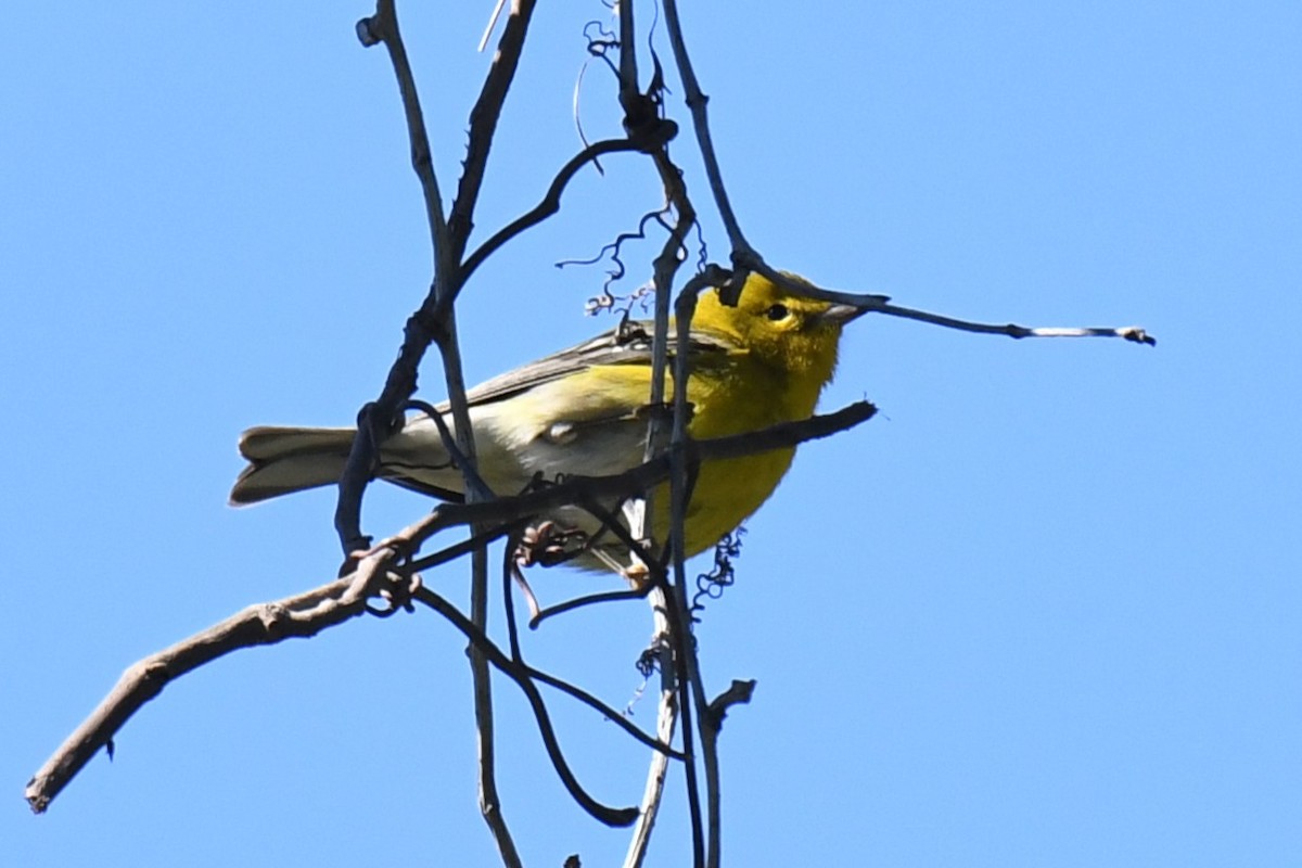 Reinita del Pinar - ML646101135