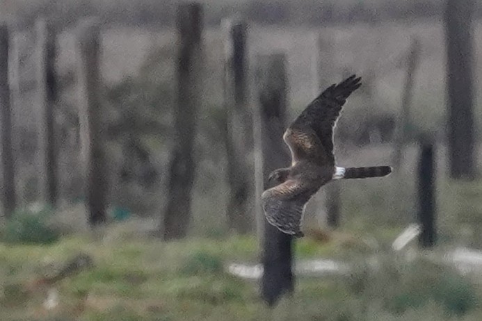 Montagu's Harrier - ML646101138