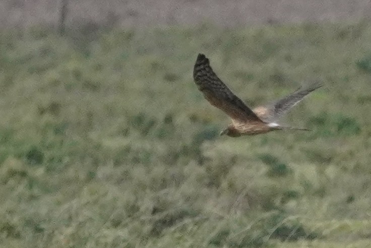 Montagu's Harrier - ML646101139