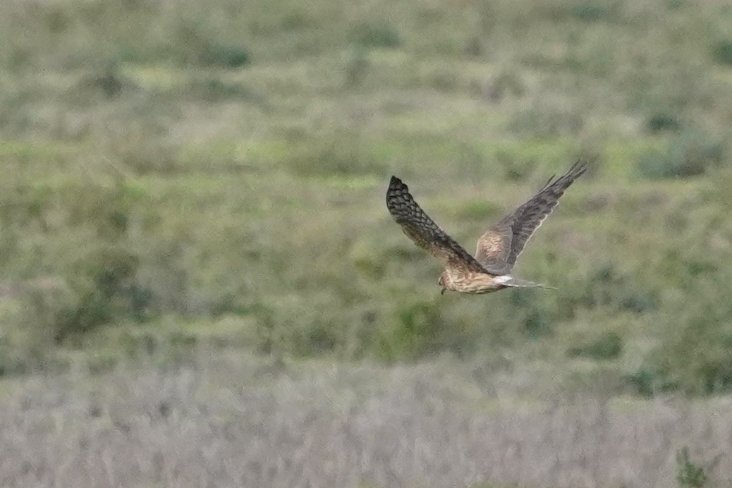 Montagu's Harrier - ML646101140