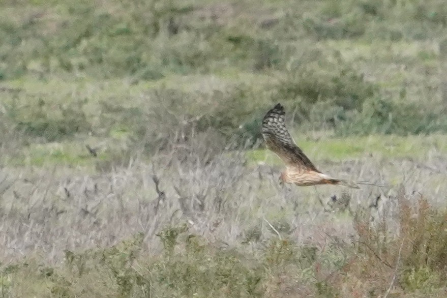 Montagu's Harrier - ML646101141