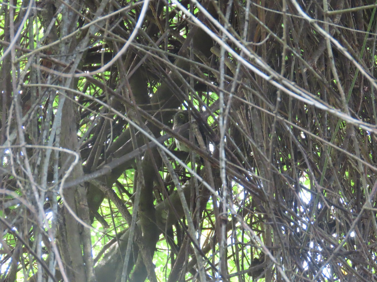 Asian Barred Owlet - ML646101149