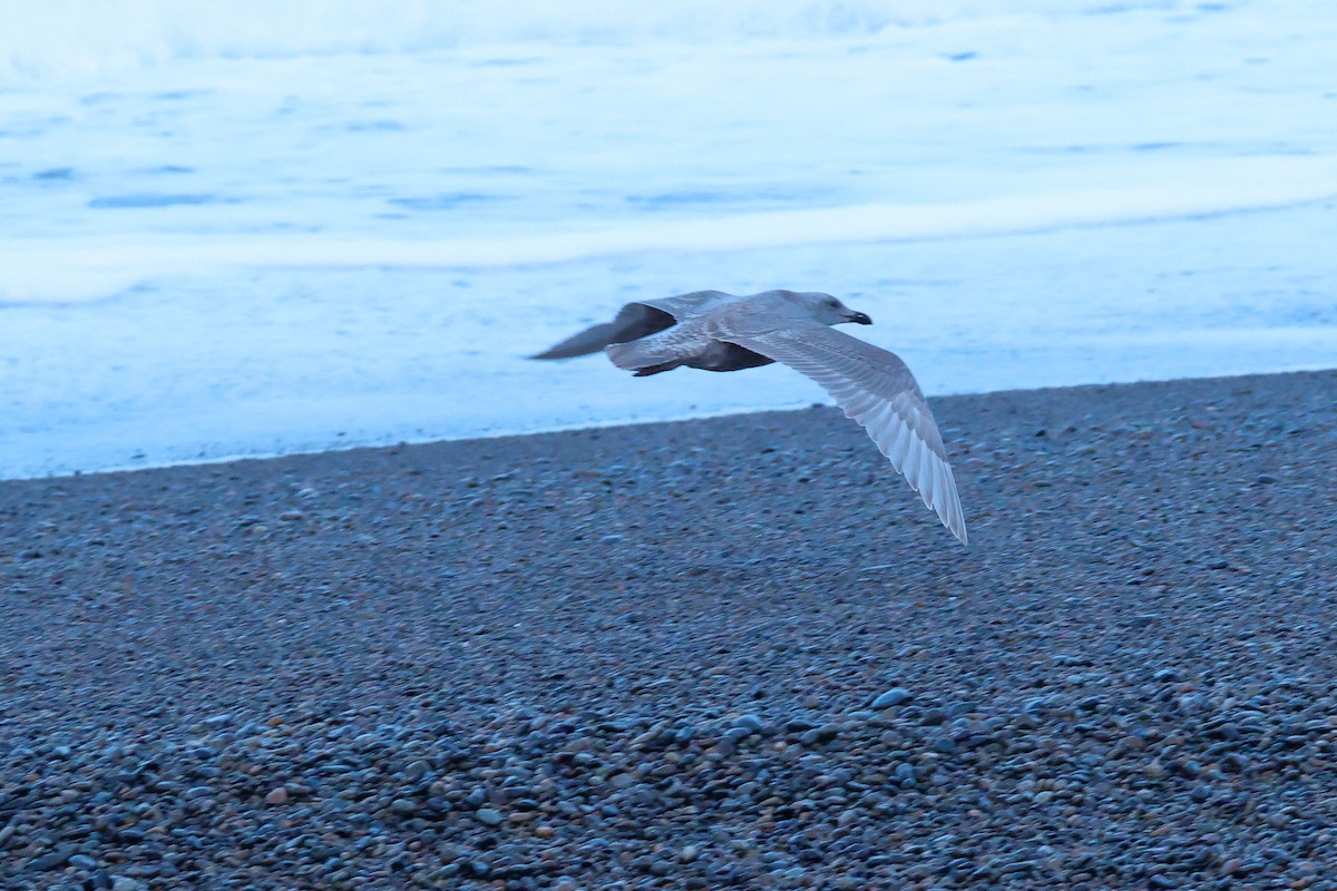 Glaucous-winged Gull - ML646101153