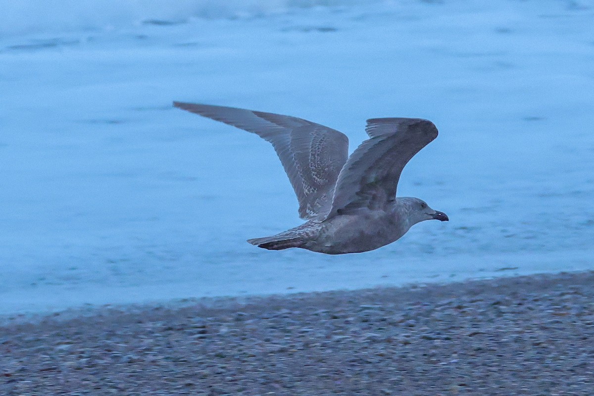 Glaucous-winged Gull - ML646101154