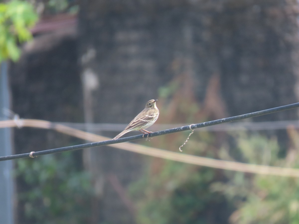 Siberian Pipit - ML646101161