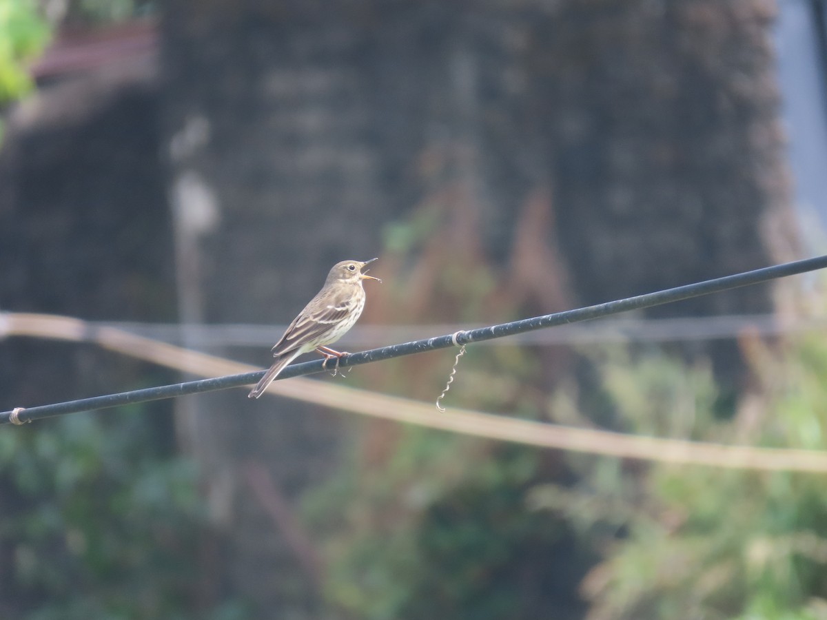 Siberian Pipit - ML646101162
