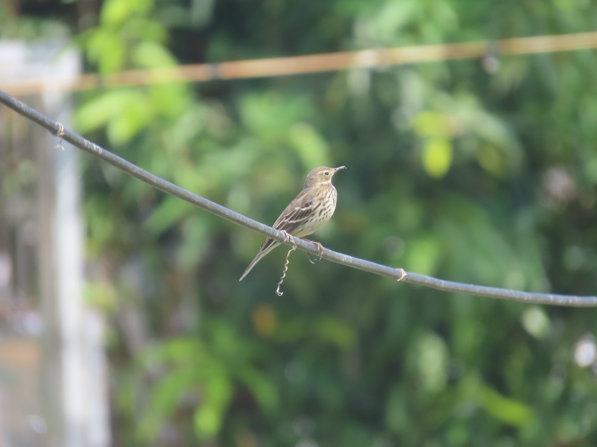 Siberian Pipit - ML646101163
