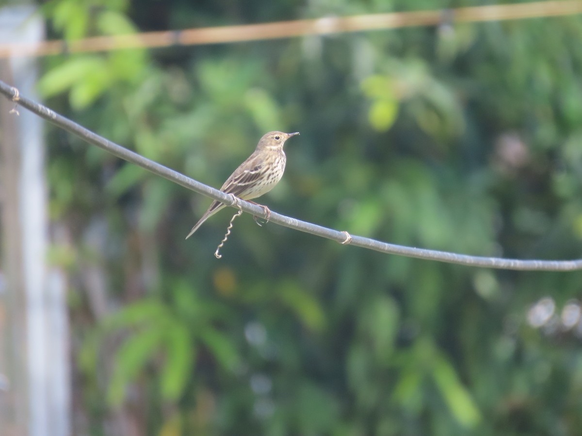 Siberian Pipit - ML646101164