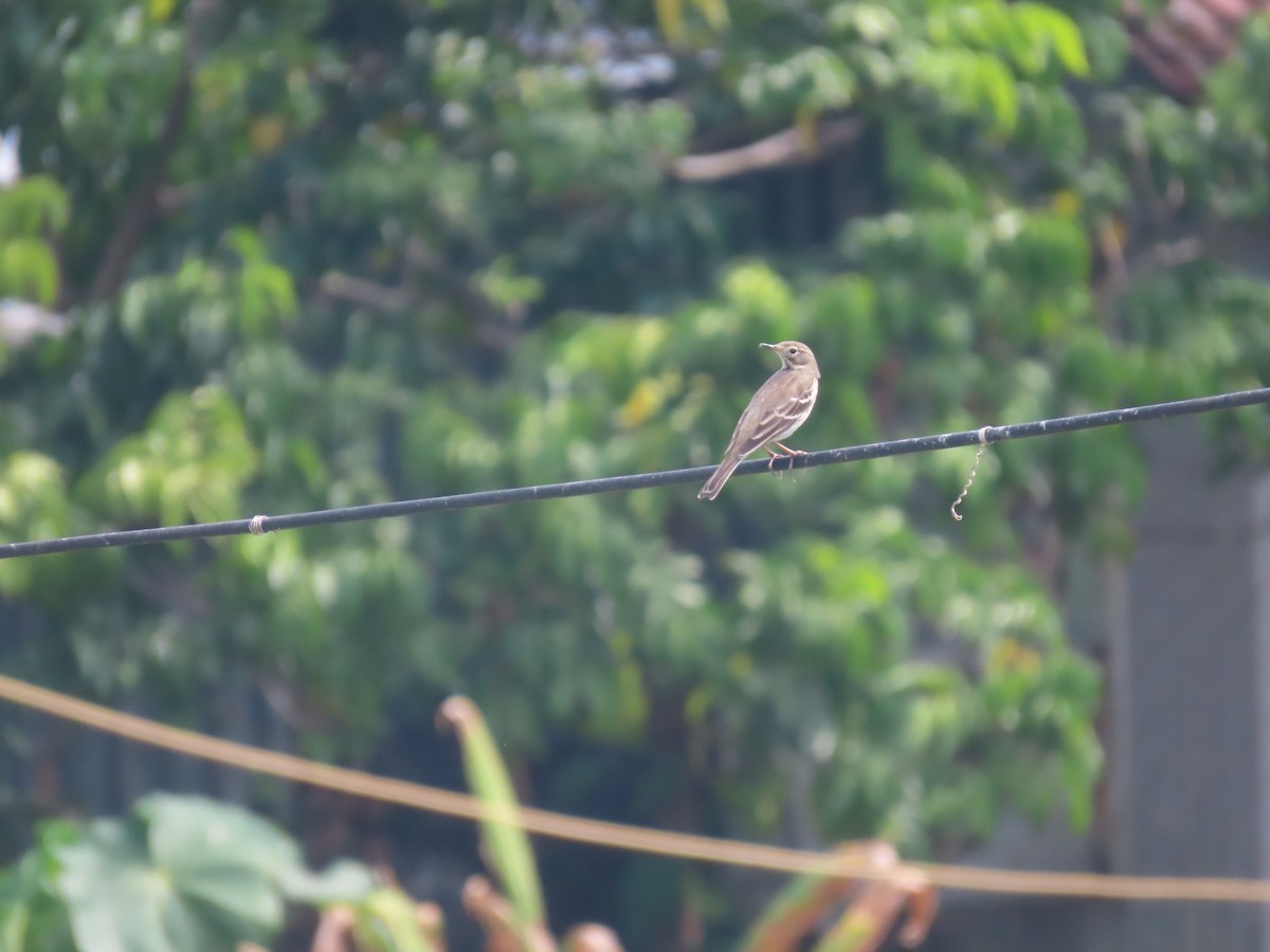 Siberian Pipit - ML646101165