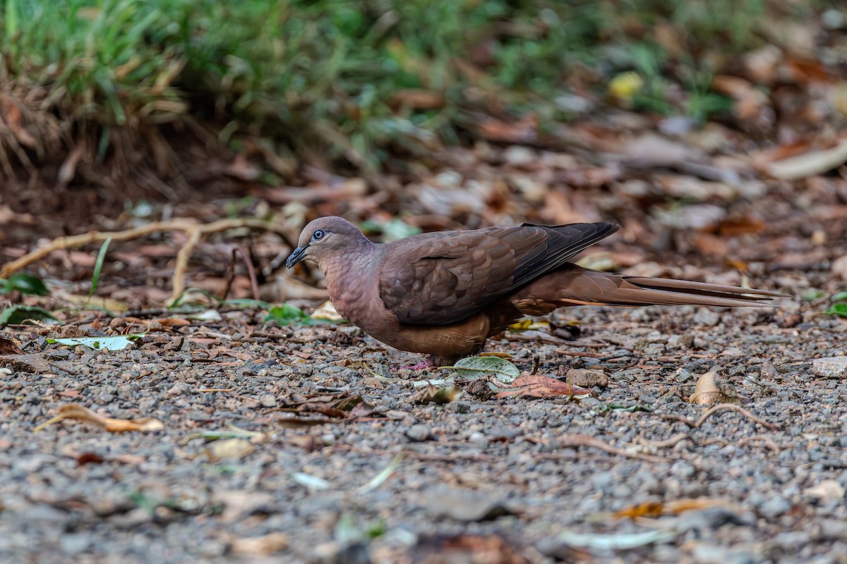 Maronentaube - ML646101168